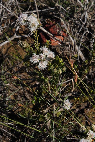 Agathosma gonaquensis, photographed by Tony Rebelo