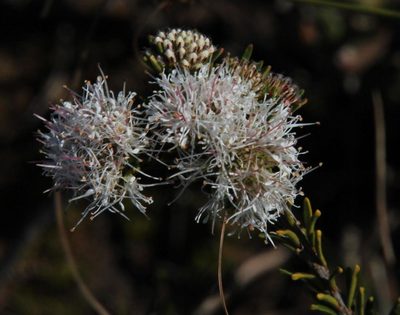 Agathosma gonaquensis, photographed by Tony Rebelo