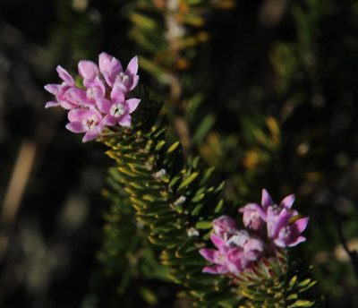 Phylica gnidioides, photographed by Tony Rebelo