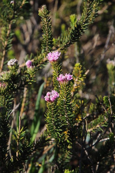 Phylica gnidioides, photographed by Tony Rebelo