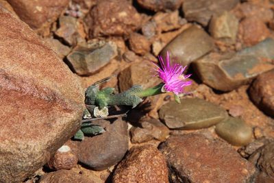 Ruschia vanderbergiae, photographed by Tony Rebelo