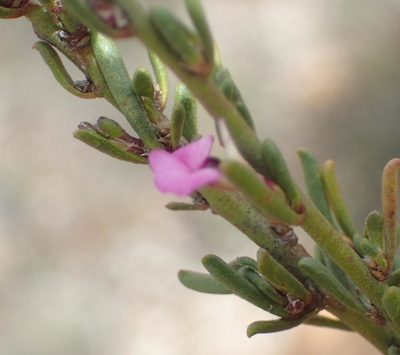 Muraltia dispersa, photographed by Nicola van Berkel