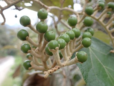 Solanum albidum, photographed by Skjold Søndergaard