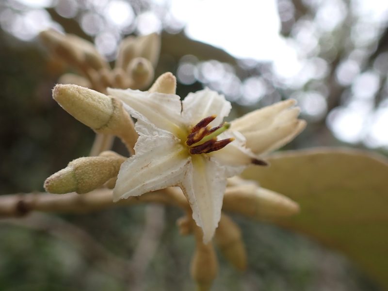 Solanum albidum, photographed by Skjold Søndergaard