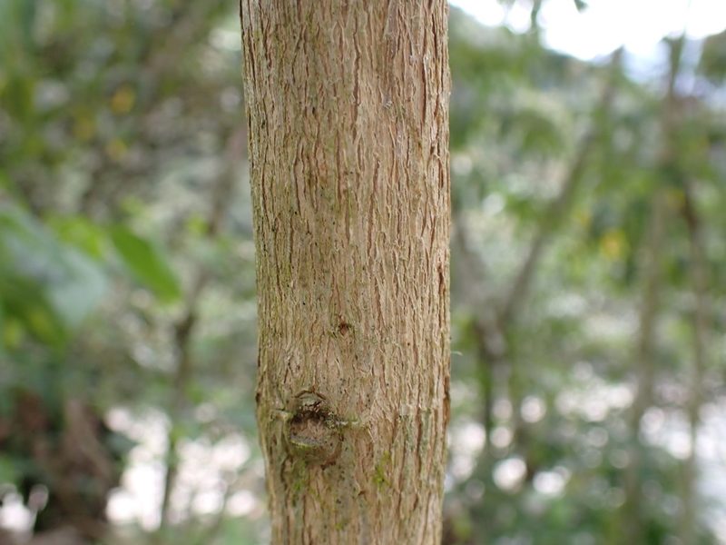 Condea tafallae, photographed by Skjold Søndergaard