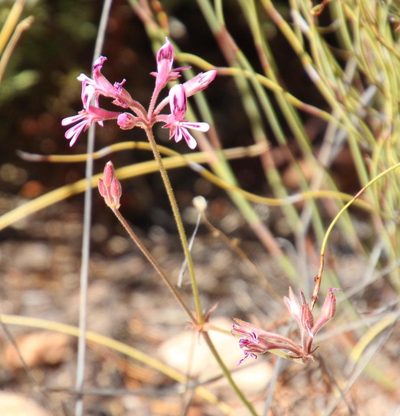 Pelargonium proliferum, photographed by Tony Rebelo