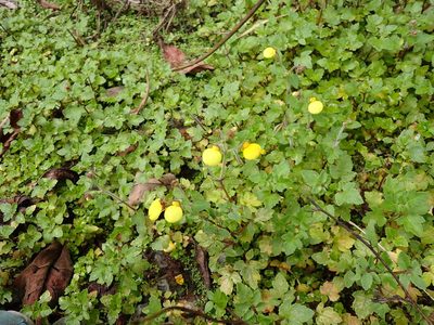 Calceolaria tripartita, photographed by Skjold Søndergaard