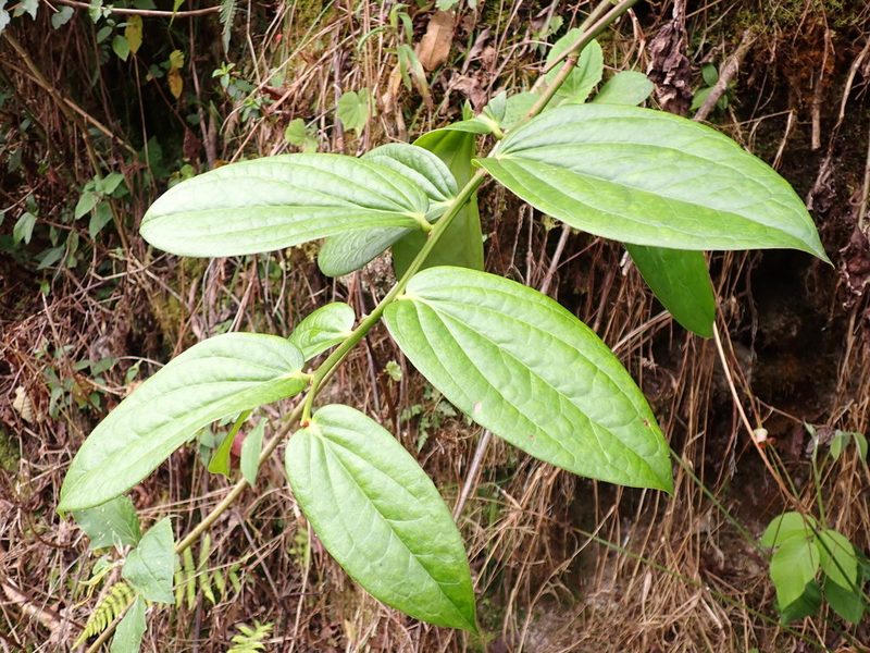 Smilax purhampuy, photographed by Skjold Søndergaard
