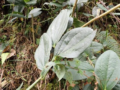 Smilax purhampuy, photographed by Skjold Søndergaard