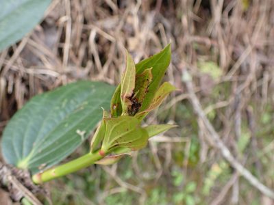 Smilax purhampuy, photographed by Skjold Søndergaard