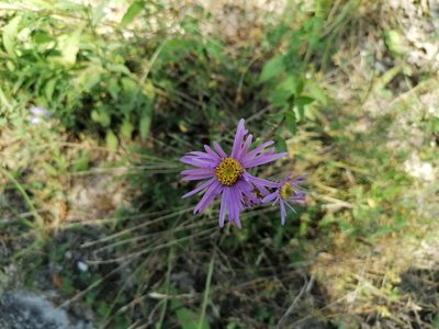Aster amellus, photographed by Daniel Linzbauer