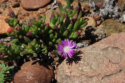 Delosperma peersii, photographed by Tony Rebelo