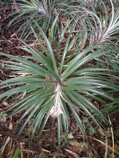 Ochagavia carnea, photographed by naturewatchwidow