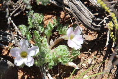 Oxalis hirsuta, photographed by Tony Rebelo