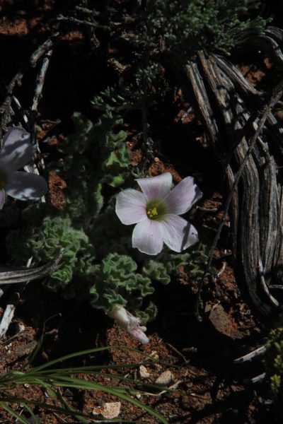 Oxalis hirsuta, photographed by Tony Rebelo