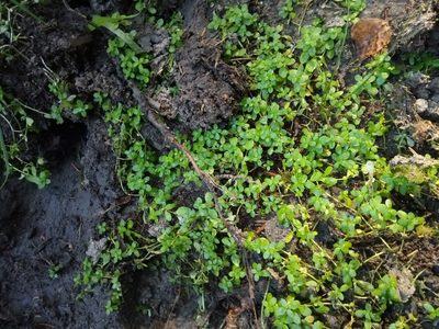 Callitriche stagnalis, photographed by Vladimír Fuka