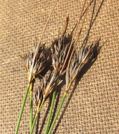 Schoenus compactus, photographed by douglaseustonbrown
