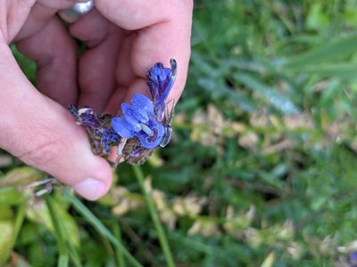 Lobelia siphilitica, photographed by Eric Knight