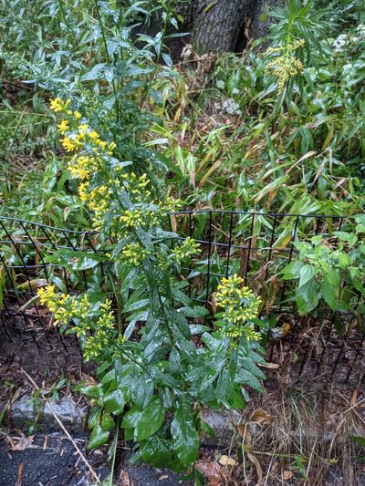 Solidago speciosa, photographed by Eric Knight