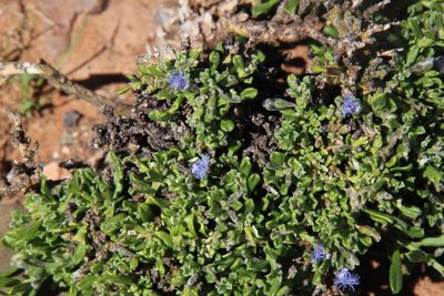 Polygala asbestina, photographed by Tony Rebelo