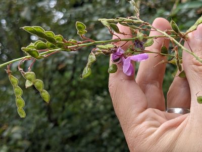 Desmodium canadense, photographed by Eric Knight