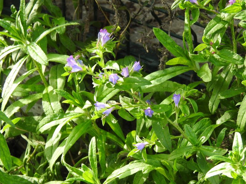 Echium rosulatum, photographed by Duarte Frade