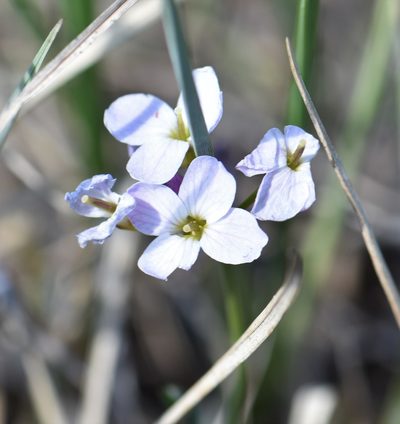Cardamine polemonioides, photographed by Eric Lamb