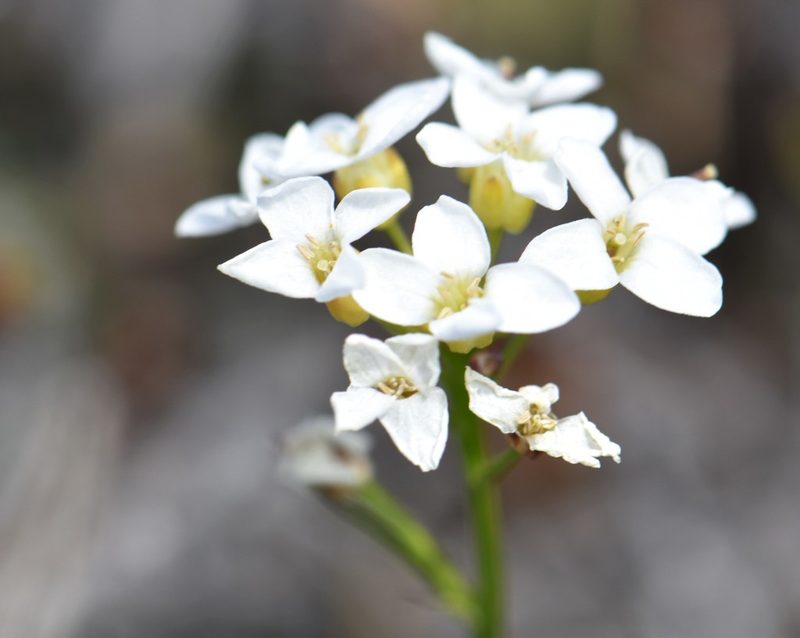 Cardamine digitata, photographed by Eric Lamb