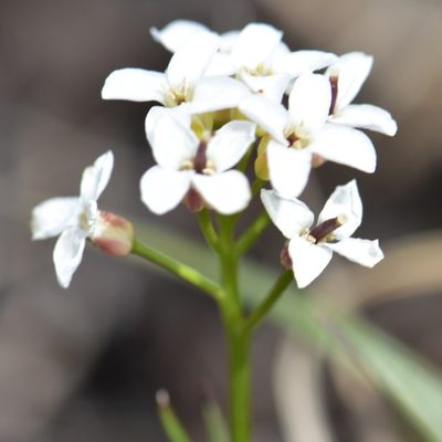 Cardamine digitata, photographed by Eric Lamb