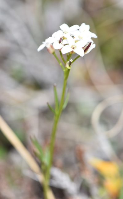 Cardamine digitata, photographed by Eric Lamb
