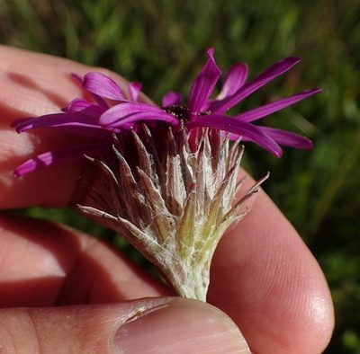 Senecio dregeanus, photographed by Peter Warren