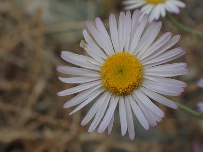 Erigeron filifolius, photographed by Ellyne Geurts