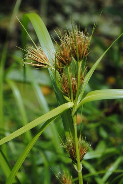 Rhynchospora macrostachya, photographed by Zihao Wang