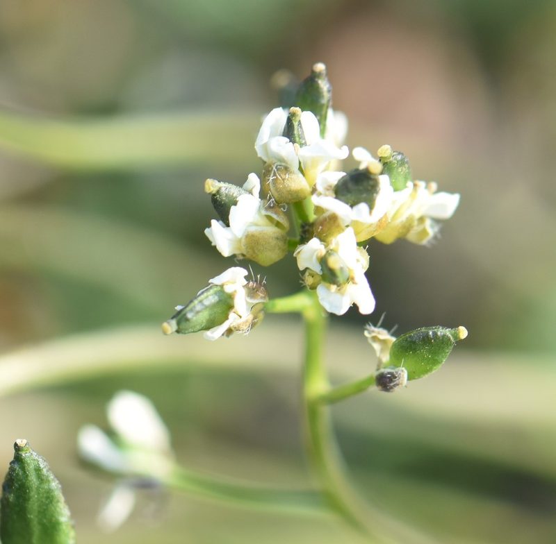 Draba lactea, photographed by Eric Lamb
