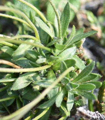 Draba lactea, photographed by Eric Lamb