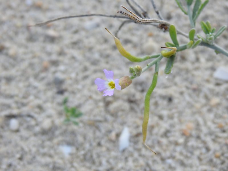 Marcus-kochia ramosissima, photographed by Duarte Frade