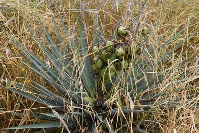 Yucca madrensis, photographed by Mike Ostrowski
