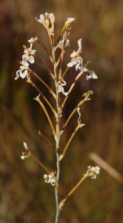Tritoniopsis nervosa, photographed by Tony Rebelo