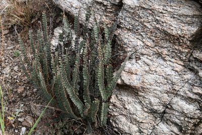 Astrolepis windhamii, photographed by Mike Ostrowski