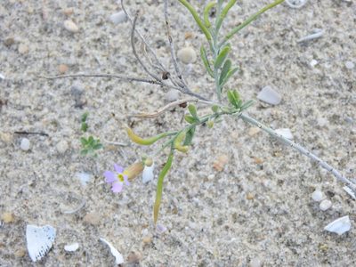 Marcus-kochia ramosissima, photographed by Duarte Frade