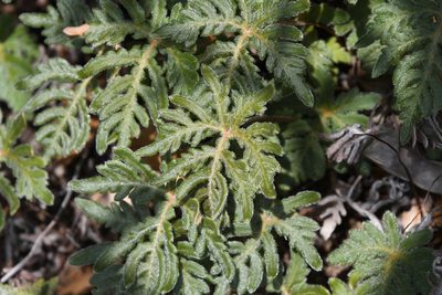 Bommeria hispida, photographed by Mike Ostrowski