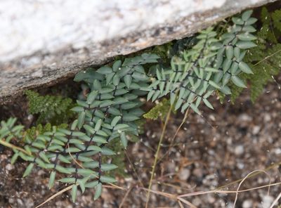 Pellaea truncata, photographed by Mike Ostrowski