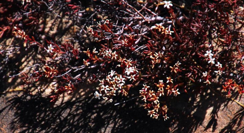 Crassula pustulata, photographed by Tony Rebelo