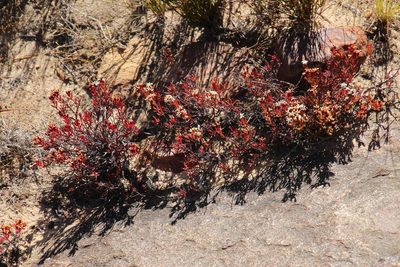 Crassula pustulata, photographed by Tony Rebelo