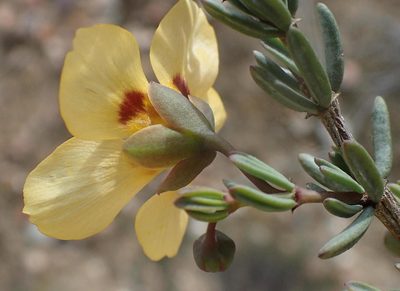 Roepera pygmaea, photographed by Nicola van Berkel
