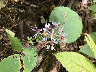 Eurybia macrophylla, photographed by Andrew Sebastian