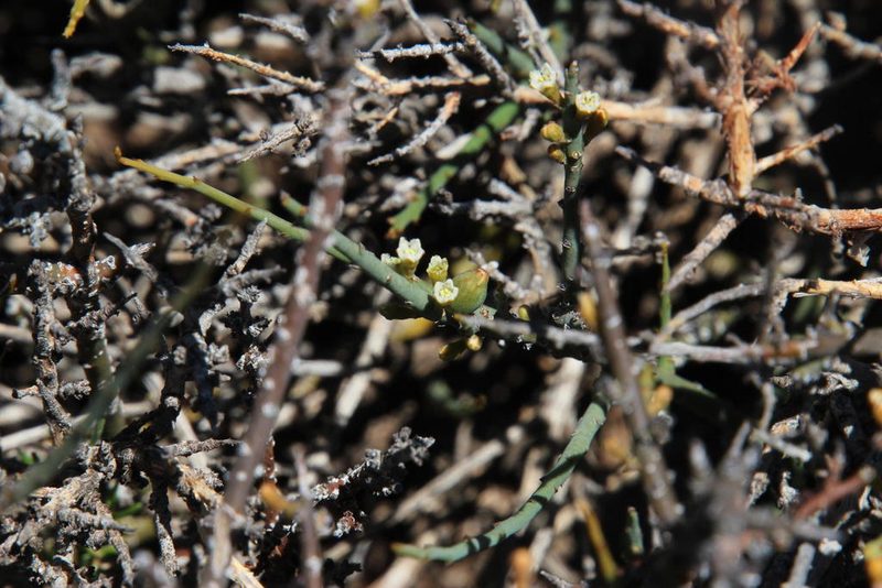 Thesium hystrix, photographed by Tony Rebelo