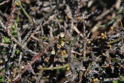 Thesium hystrix, photographed by Tony Rebelo