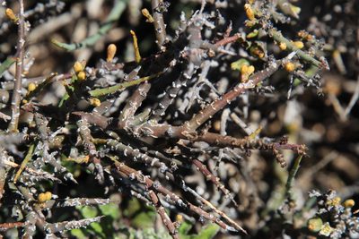 Thesium hystrix, photographed by Tony Rebelo