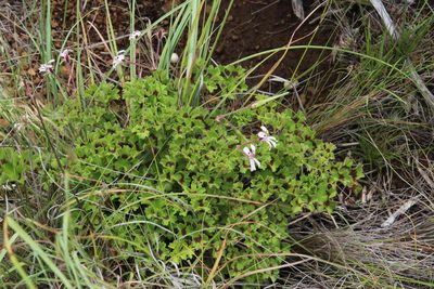 Pelargonium ranunculophyllum, photographed by Tony Rebelo